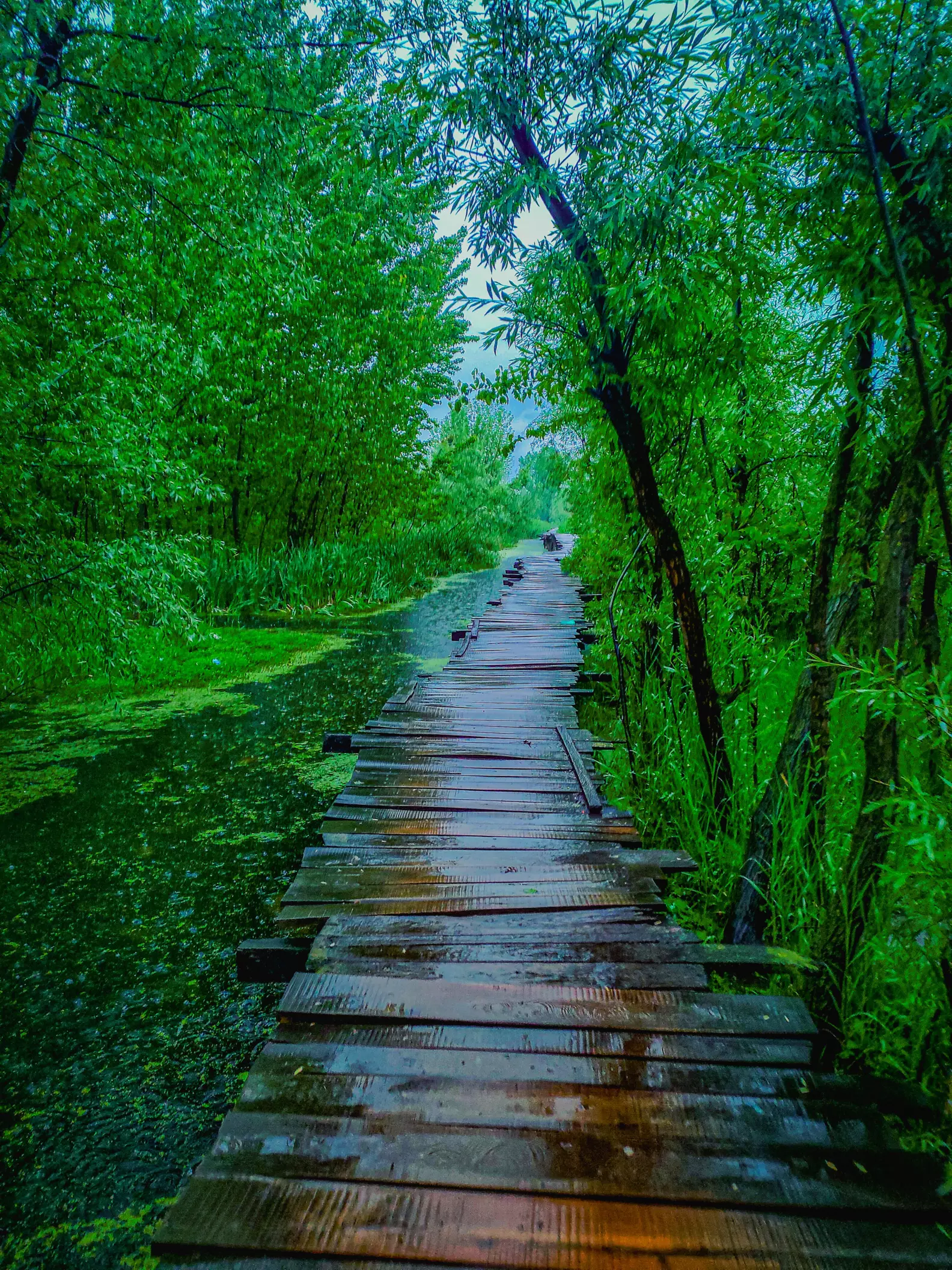 A wooden bridge for pedestrians. Built along the river where
