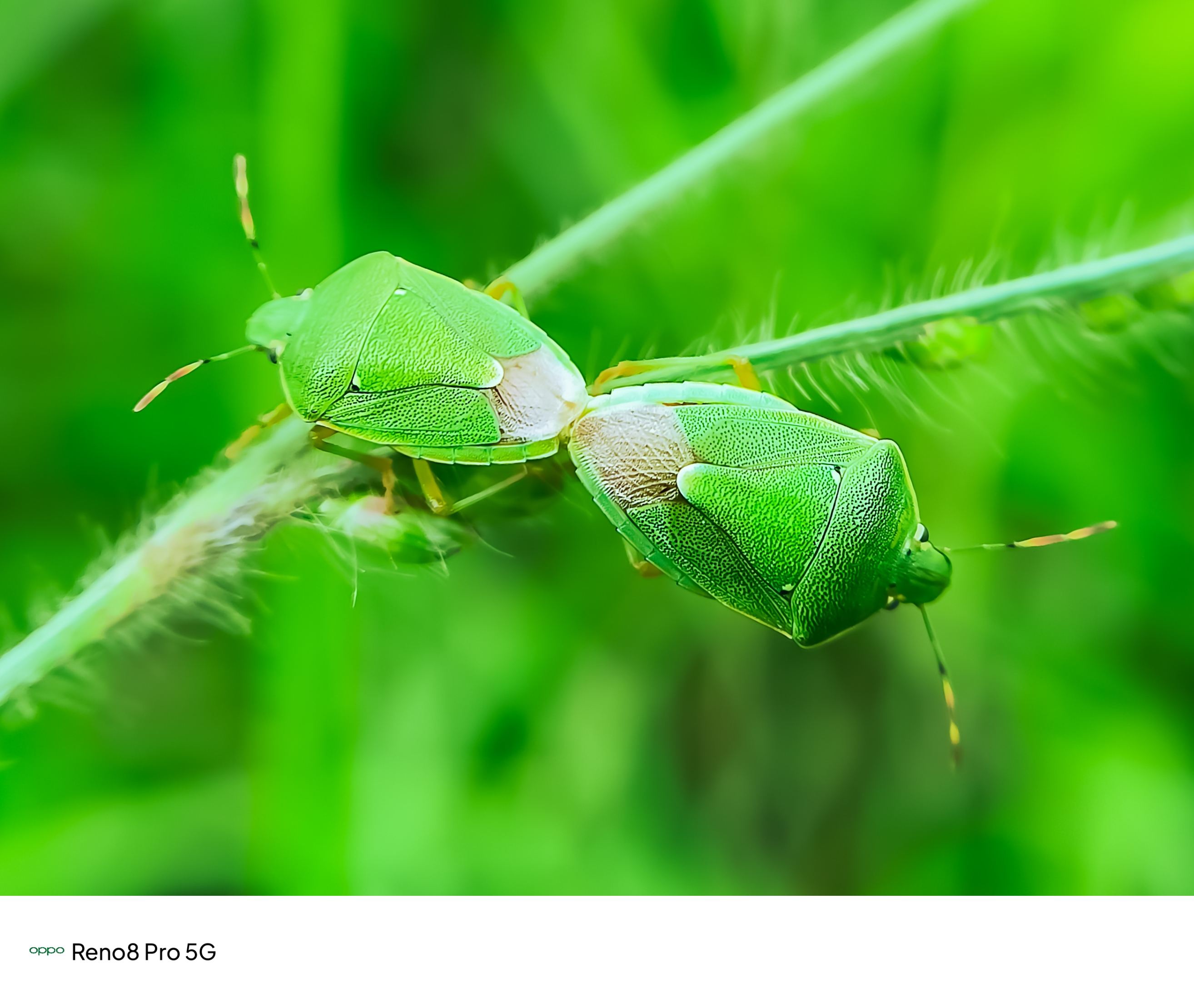 Exploring The Insect World: III