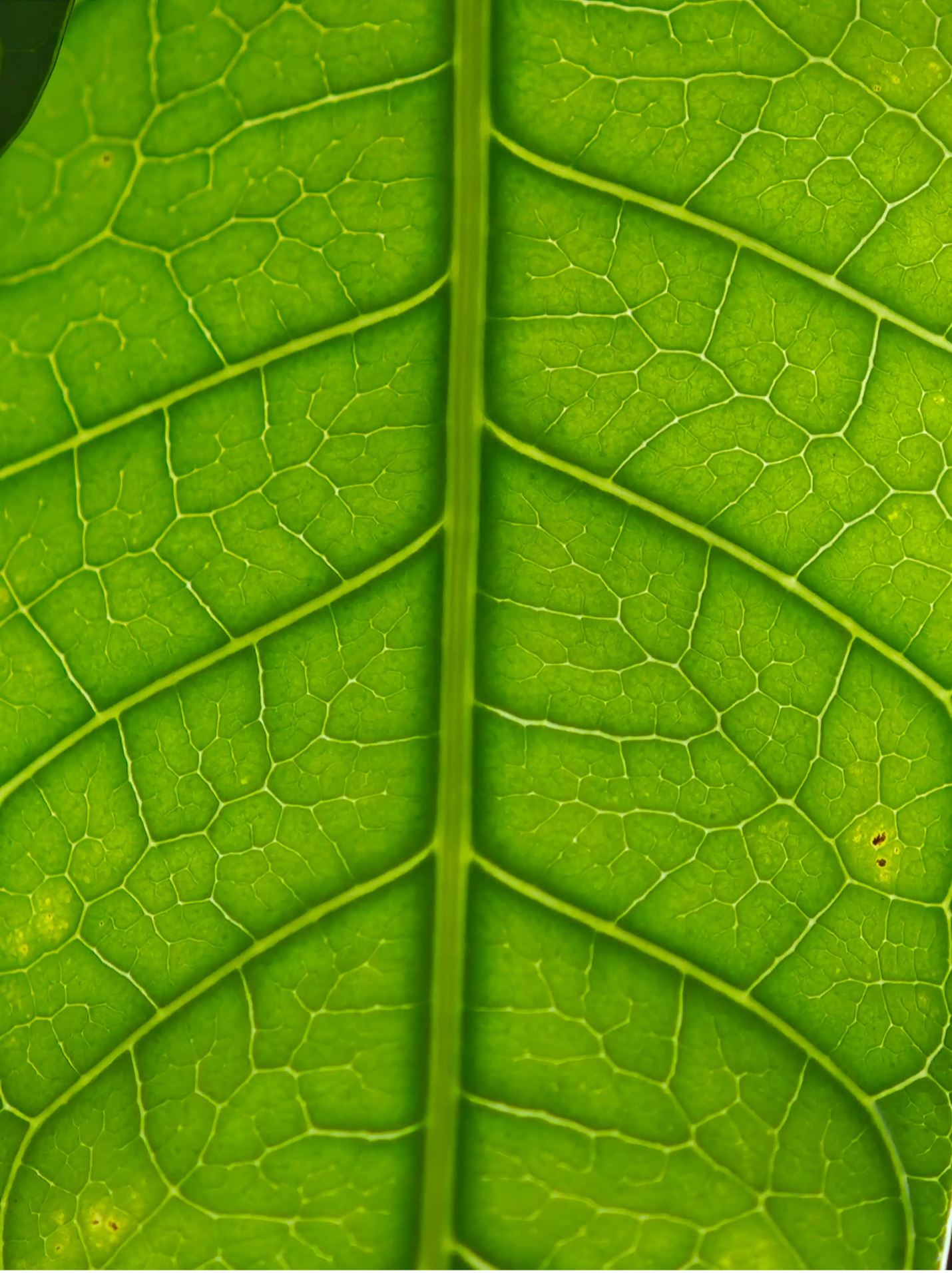 Discover the Hidden Wonders of Nature with Macro Photography on Phones