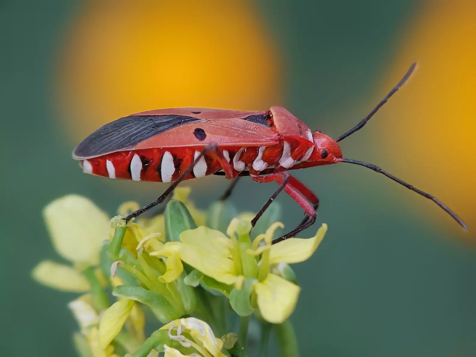 Timide Insect In the quiet meadows deep within the jungle, I crouched low