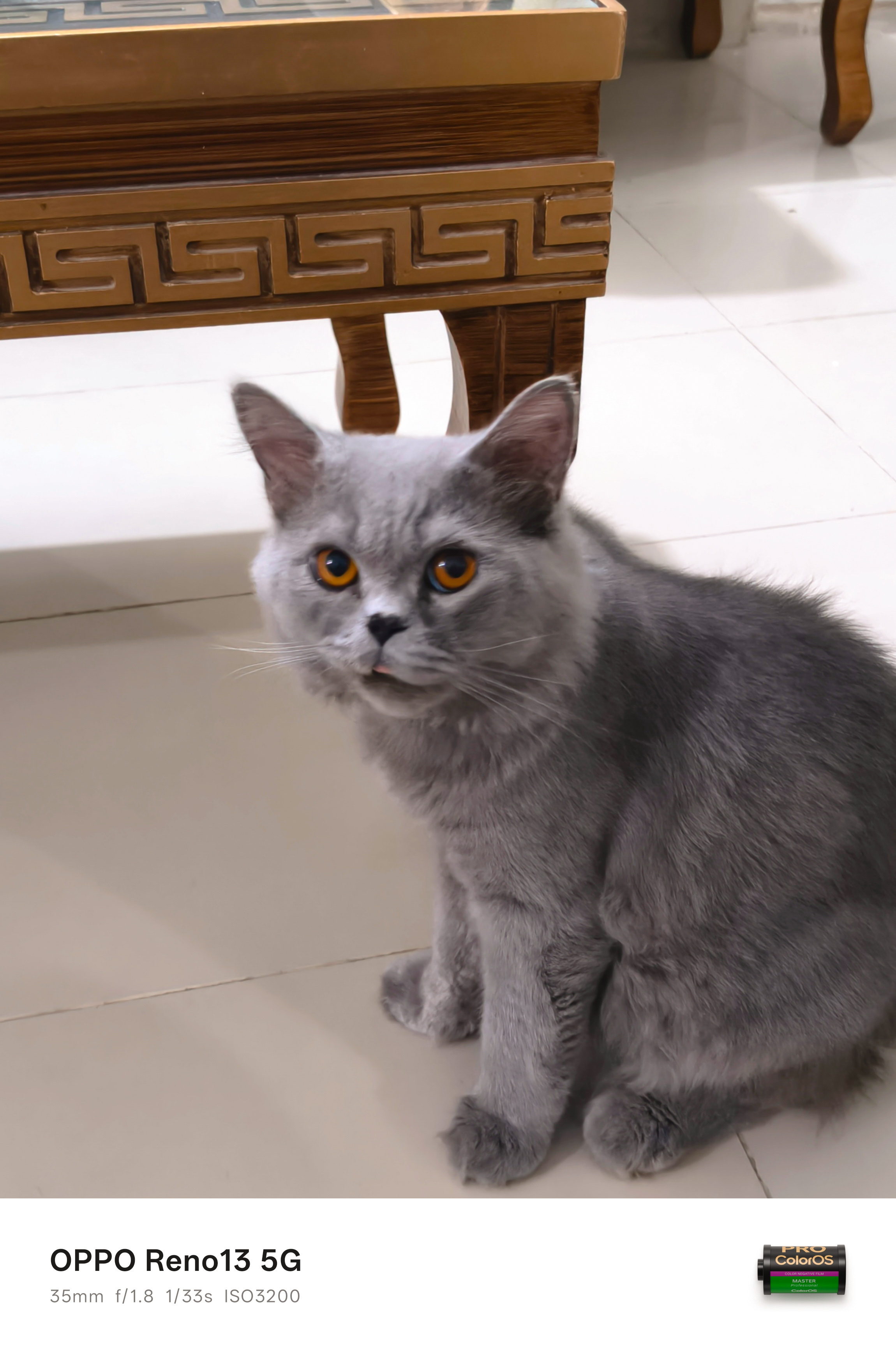 Simba is Back!Hi, my amazing lovely community members. Hope