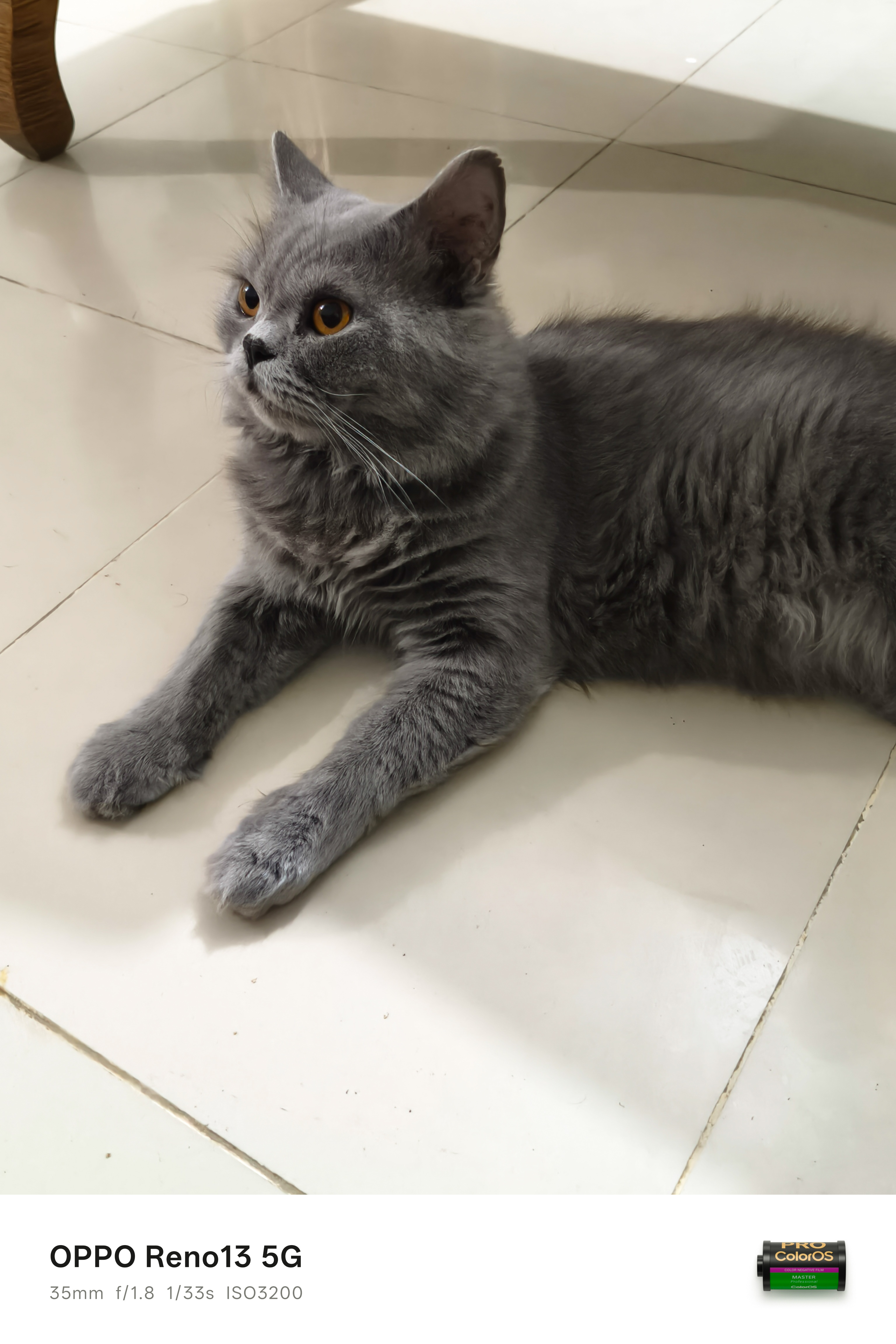 Simba is Back!Hi, my amazing lovely community members. Hope