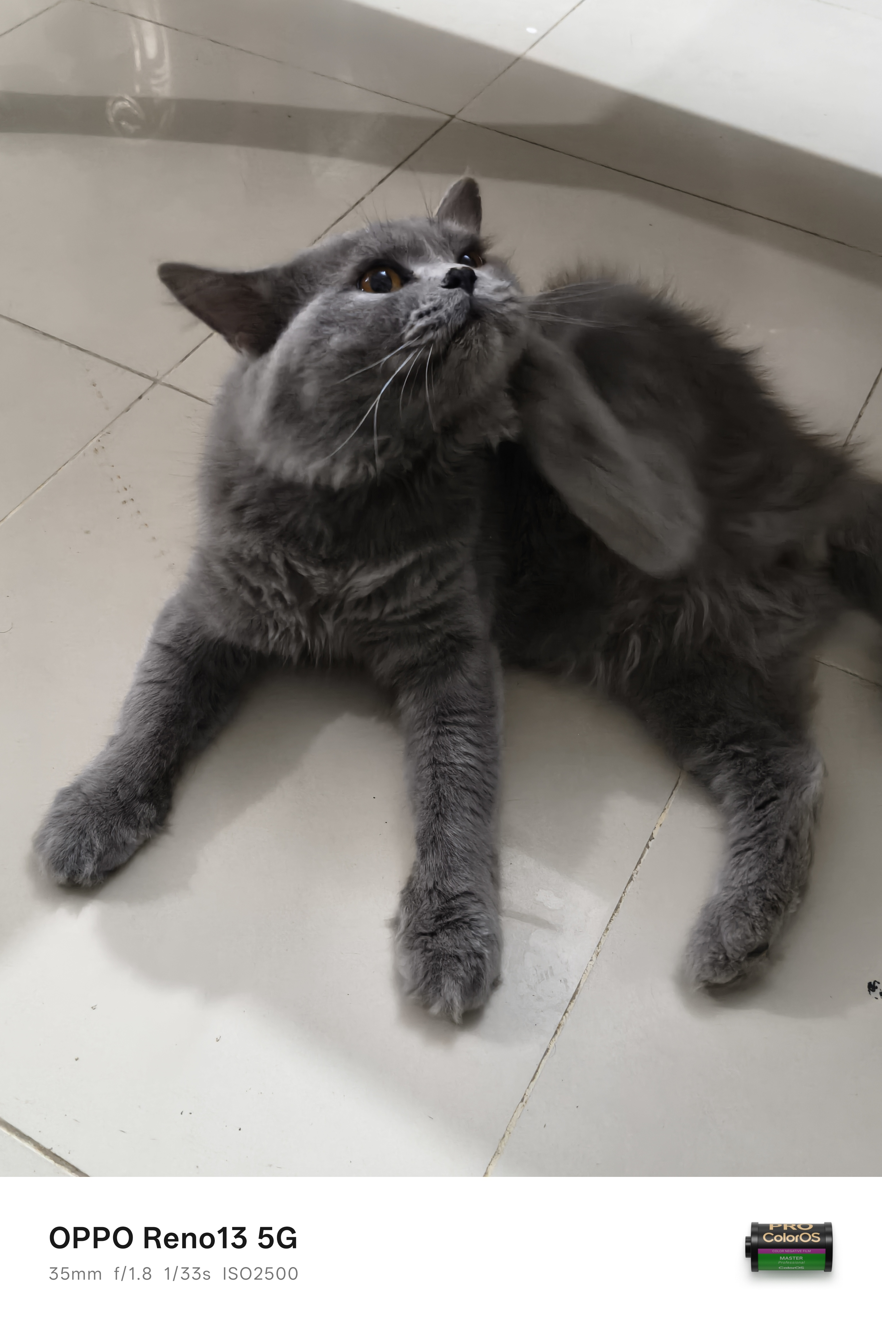 Simba is Back!Hi, my amazing lovely community members. Hope