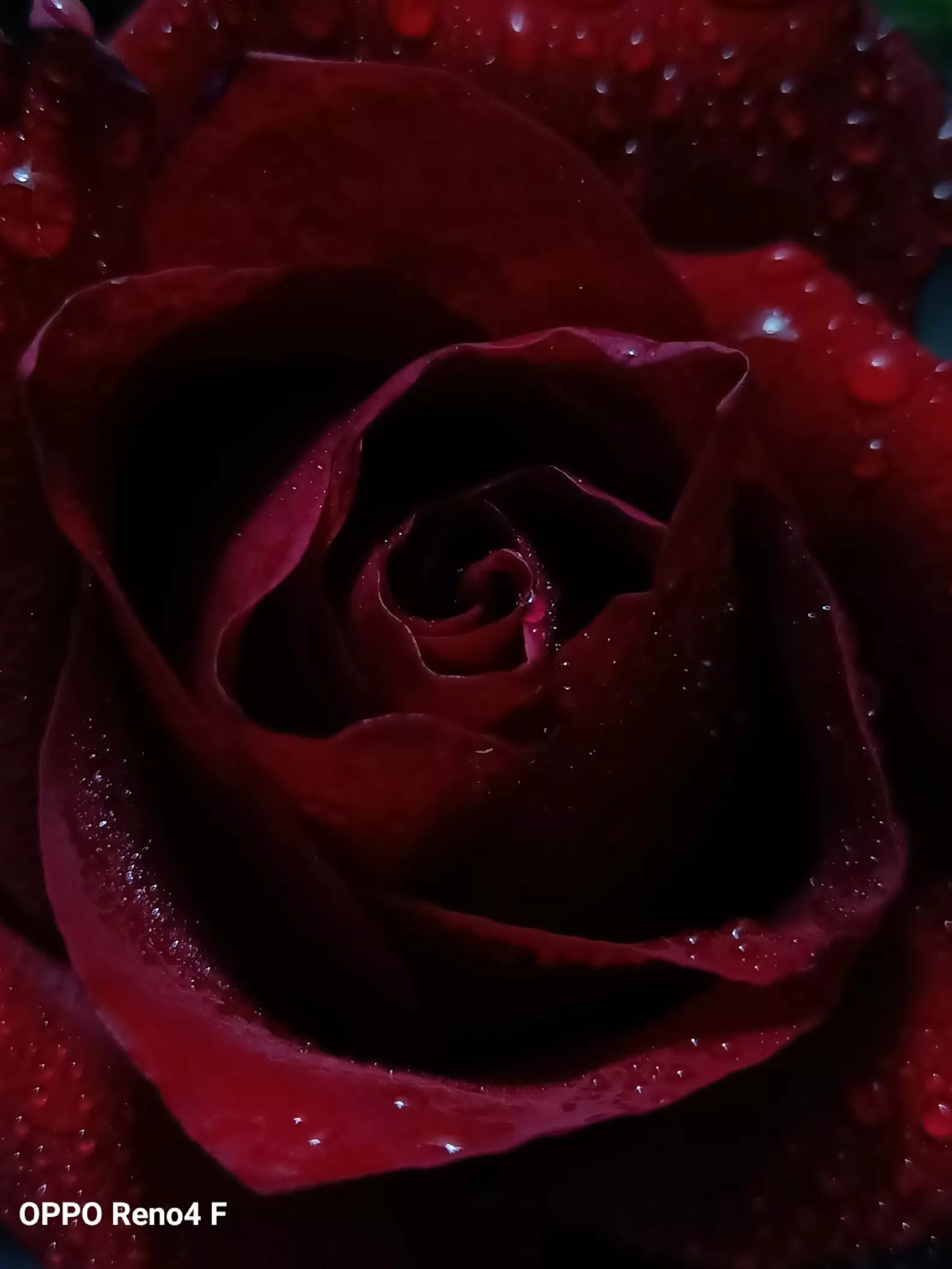 Joy Red Roses The Timeless Beauty of Roses