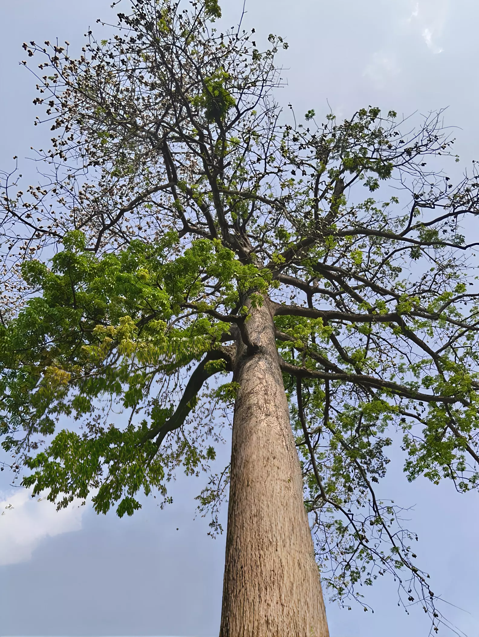 Tree objects