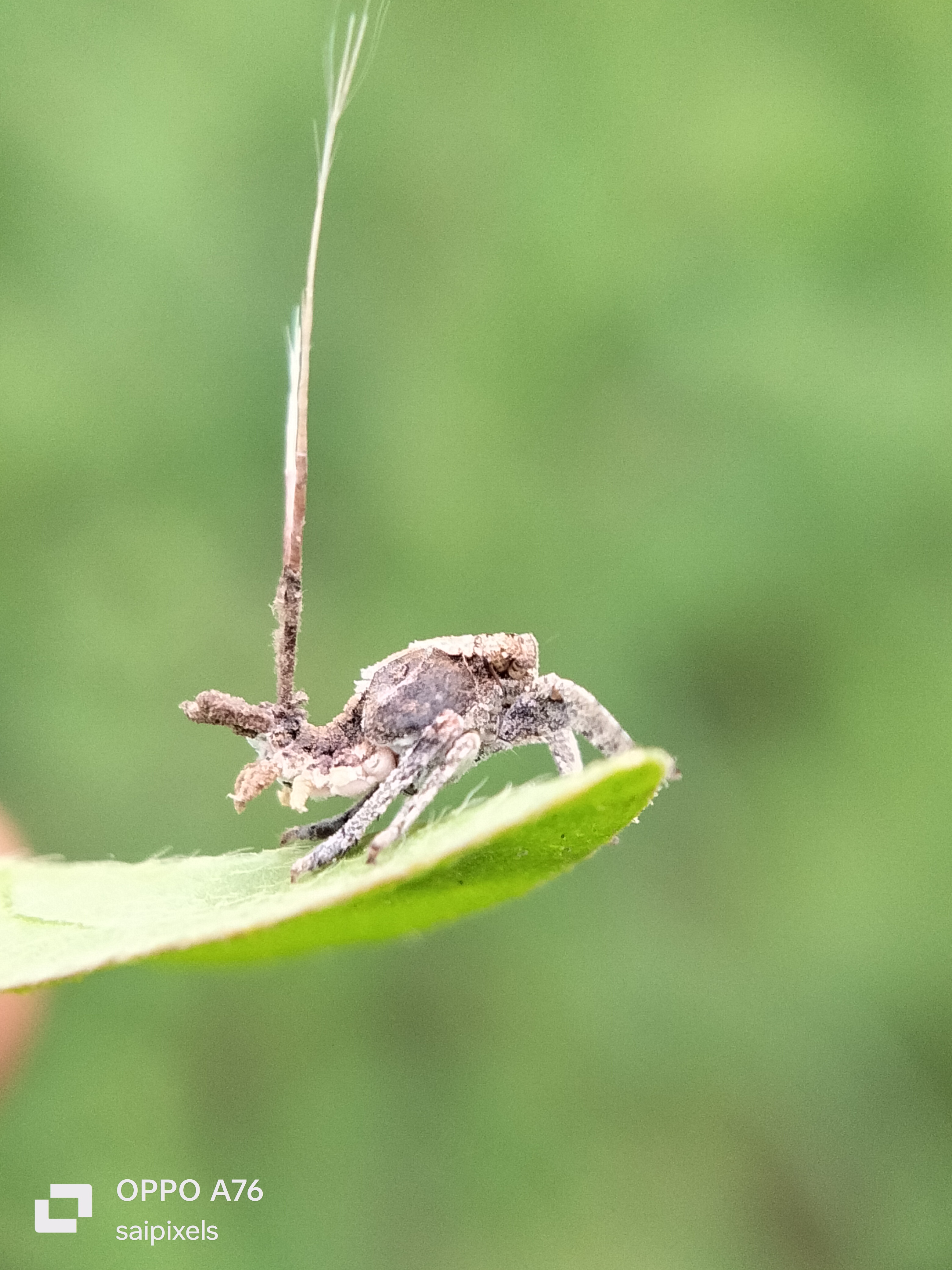 Mafs Insect Macro world from oppo ️ Rain+macro insects = 💚