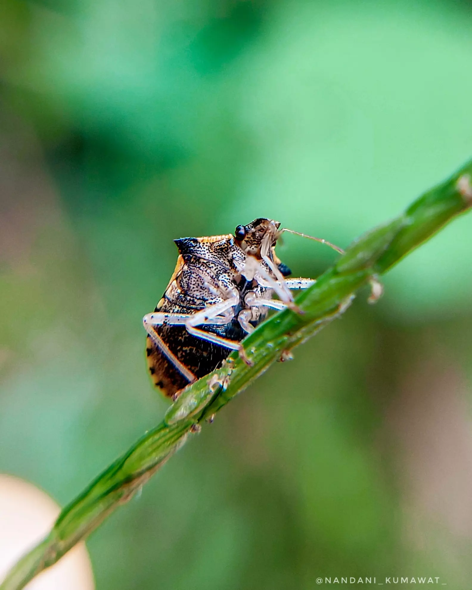 Timide Insect A tiny insect taking a quiet pause, almost as if it’s thinki