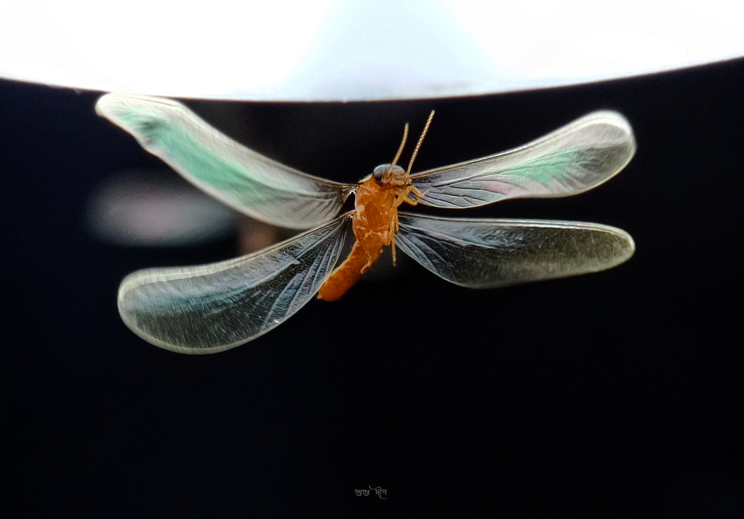 Flying insects Shot on phone