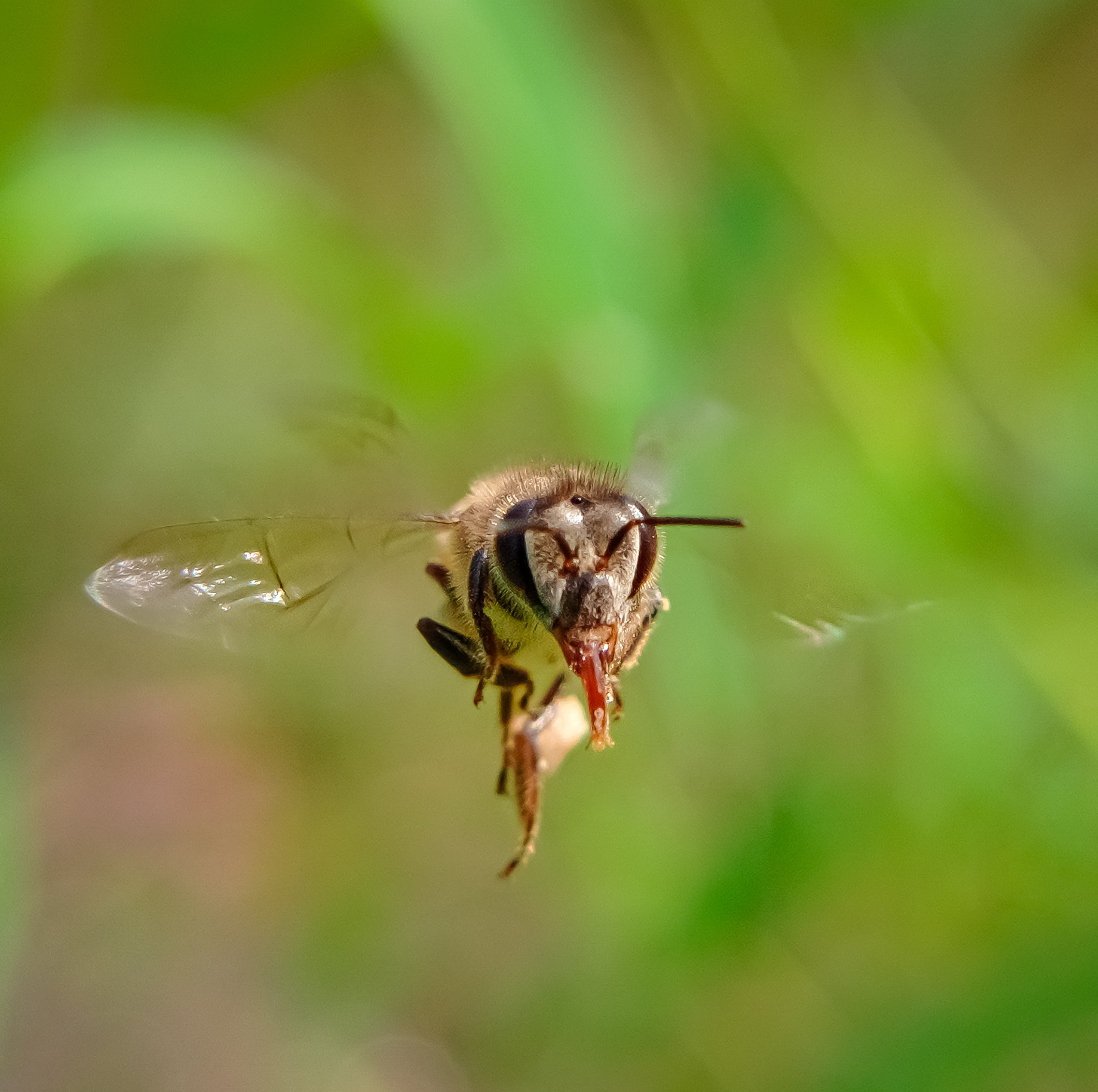Flying insects Shot on phone