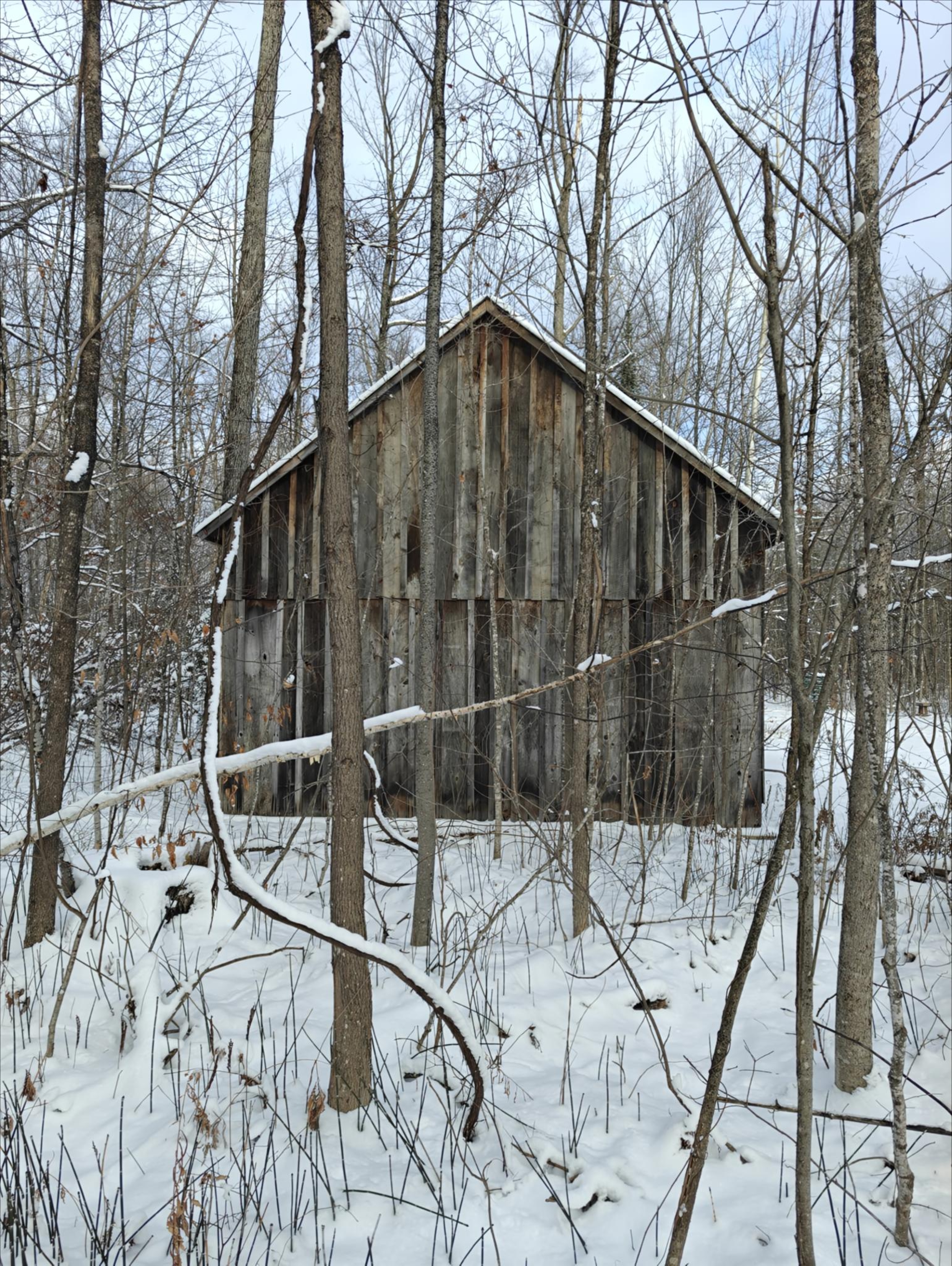 Tree Shack Winter Sugar Shack in a Forest of Maple Trees